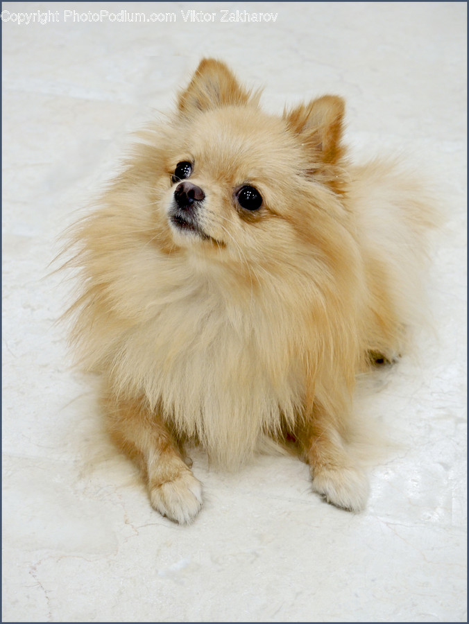 Animal, Pet, Chow, Dog