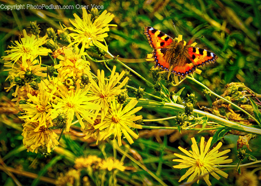 Asteraceae, Blossom, Flora, Flower, Plant