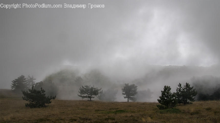 Fog, Conifer, Fir, Pine, Plant
