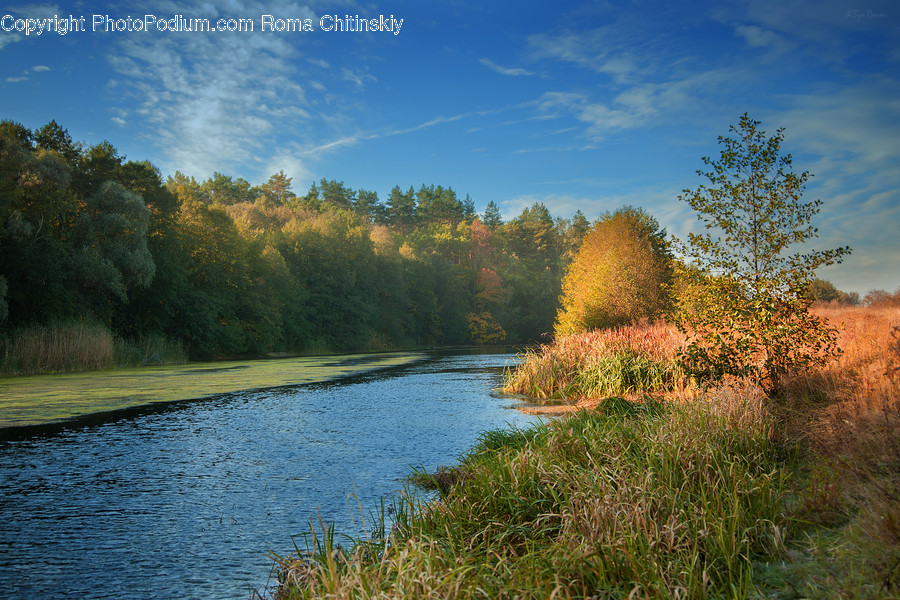 Outdoors, River, Water, Conifer, Fir