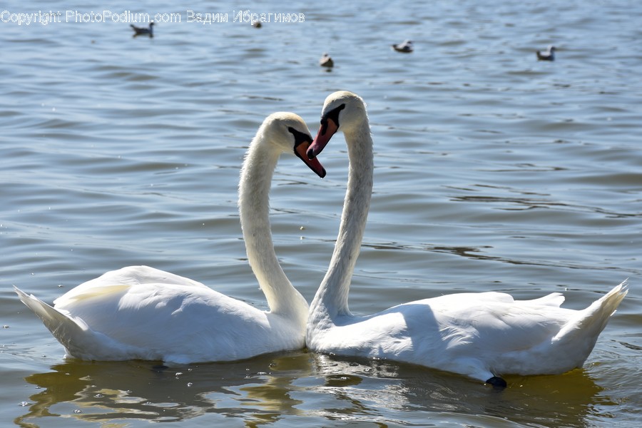 Bird, Swan, Waterfowl, Duck, Teal