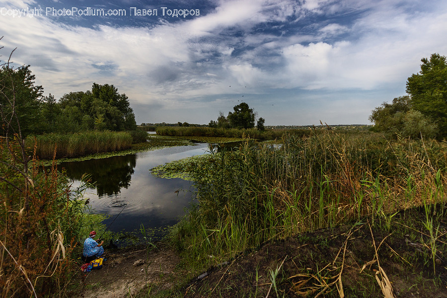 Land, Marsh, Pond, Swamp, Water