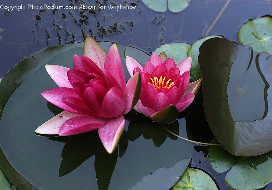 Flower, Lily, Plant, Pond Lily, Flower Arrangement