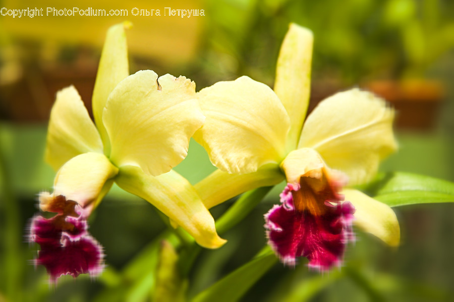 Blossom, Flora, Flower, Orchid, Plant