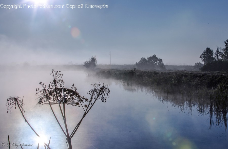 Apiaceae, Blossom, Plant, Fog, Land