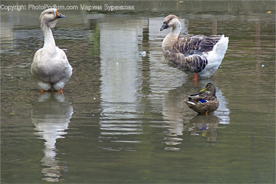 Bird, Goose, Waterfowl, Duck, Teal