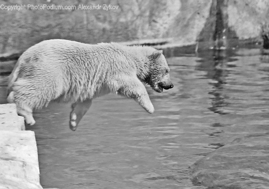 Animal, Zoo, Outdoors