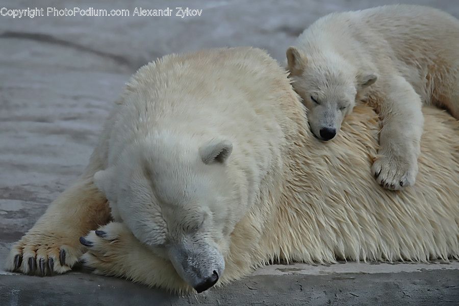 Animal, Bear, Mammal, Polar Bear