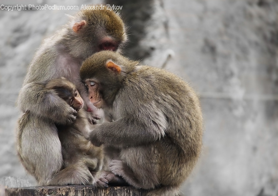 Animal, Baboon, Mammal, Monkey