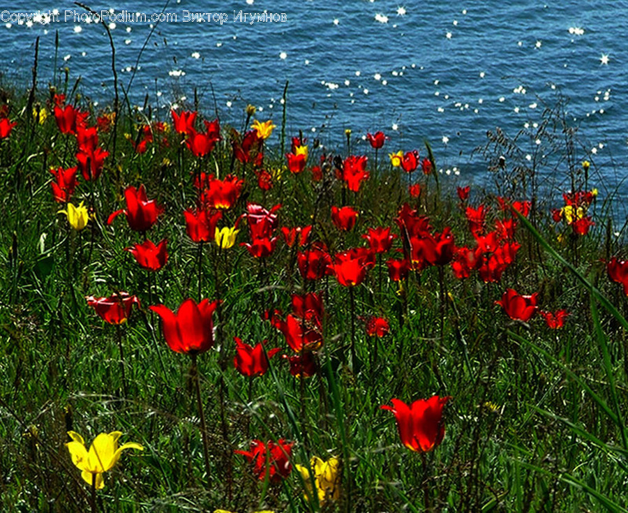 Blossom, Flora, Flower, Plant, Poppy