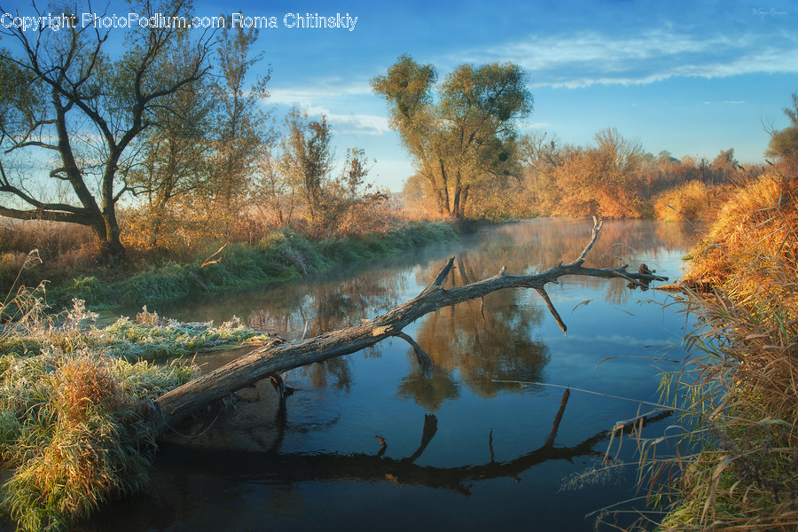 Land, Marsh, Pond, Swamp, Water