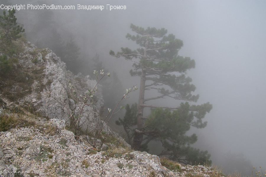 Fog, Mist, Outdoors, Plant, Vegetation