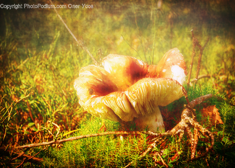 Agaric, Amanita, Fungus, Mushroom, Plant