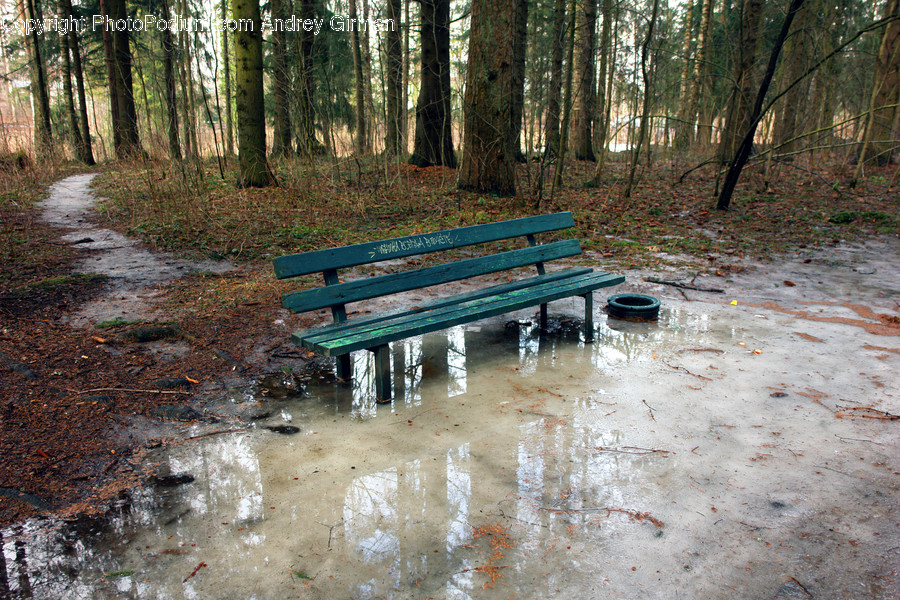 Park Bench, Forest, Vegetation, Bench, Dirt Road
