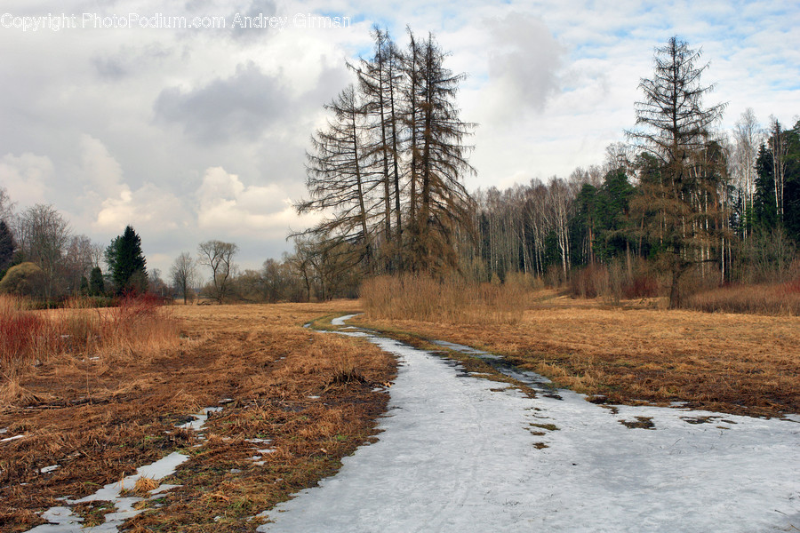 Dirt Road, Gravel, Road, Conifer, Fir