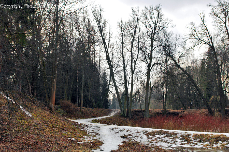 Dirt Road, Gravel, Road, Forest, Grove