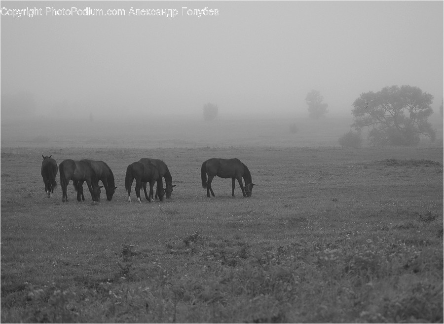 Animal, Horse, Mammal, Buffalo, Bull