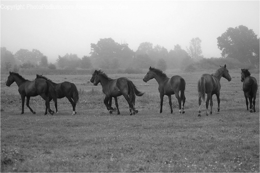 Animal, Horse, Mammal, Colt Horse, Foal