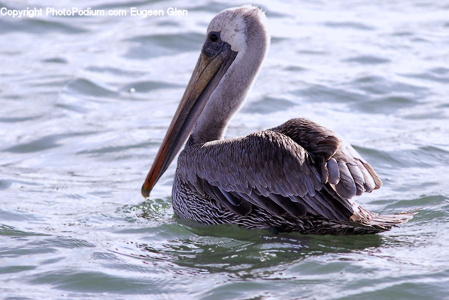 Bird, Pelican, Booby