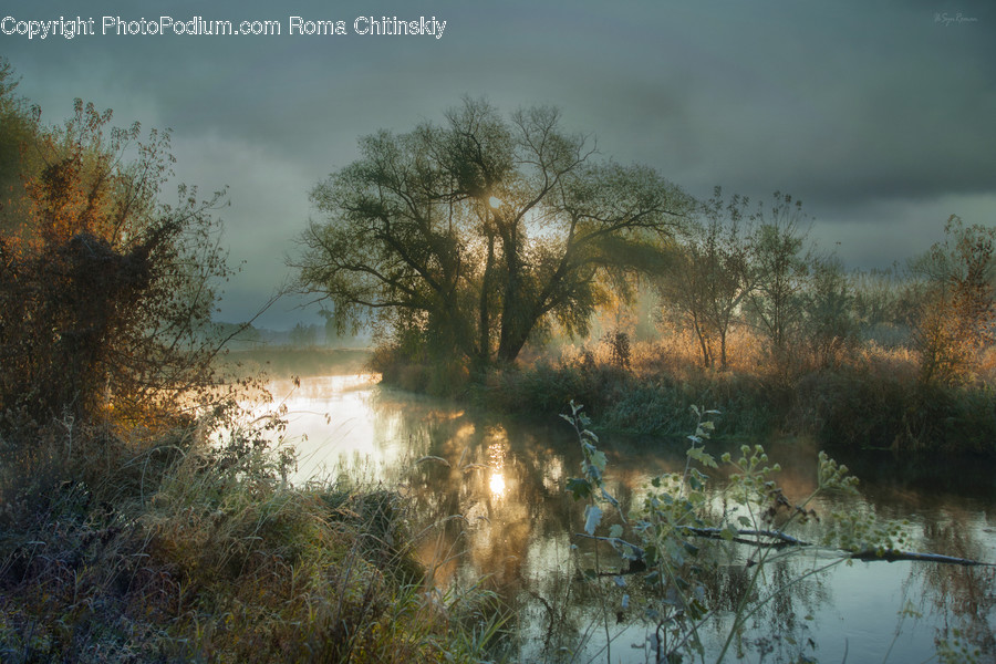 Land, Marsh, Pond, Swamp, Water