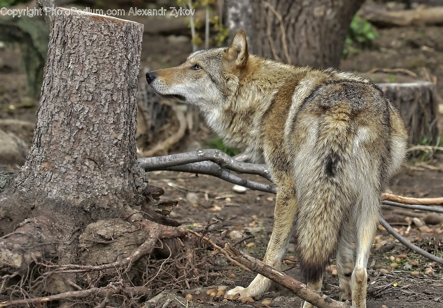 Animal, Canine, Coyote, Grey Fox, Mammal