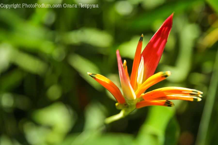 Flora, Flower, Gladiolus, Plant, Blossom