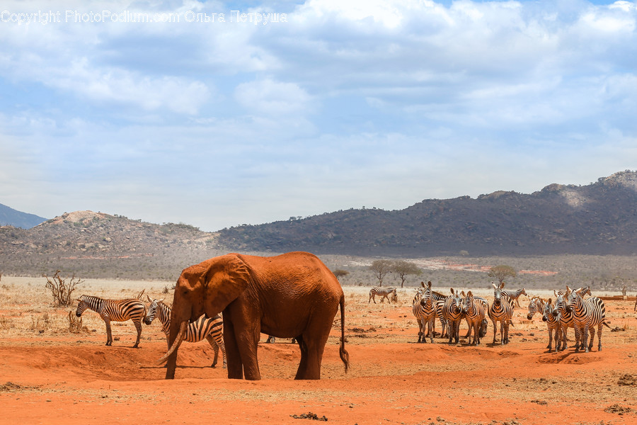 Animal, Mammal, Zebra, Elephant, Desert