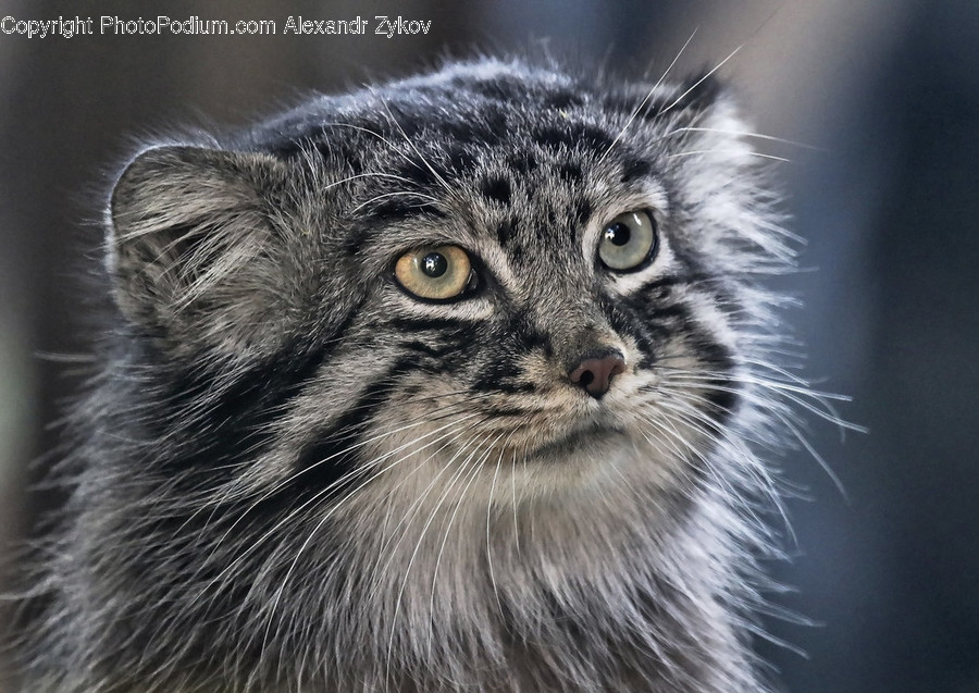 Animal, Cat, Mammal, Pet, Kitten