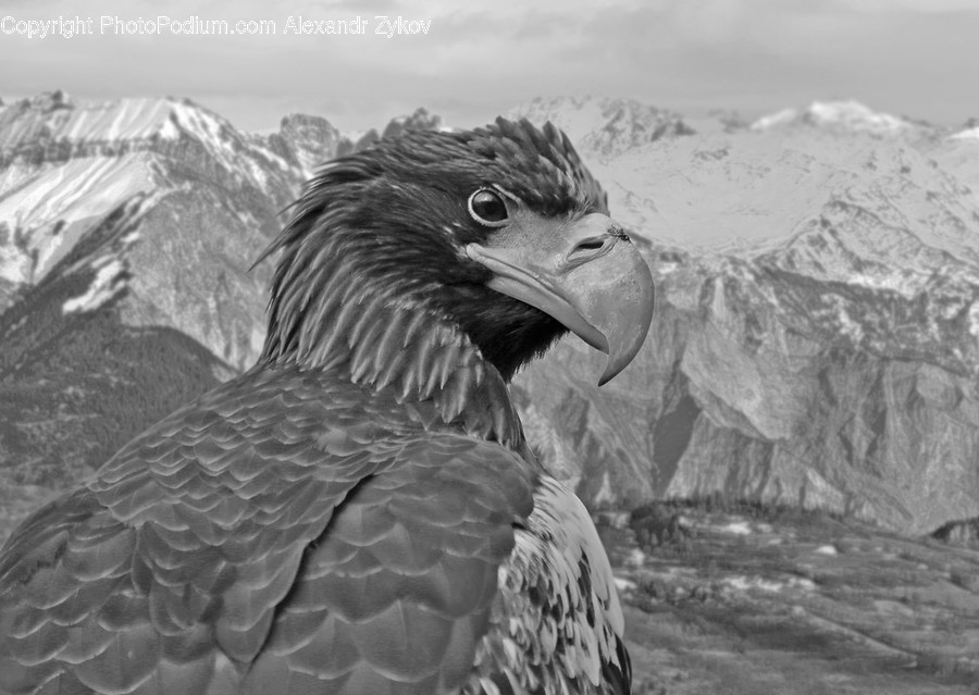 Beak, Bird, Mountain