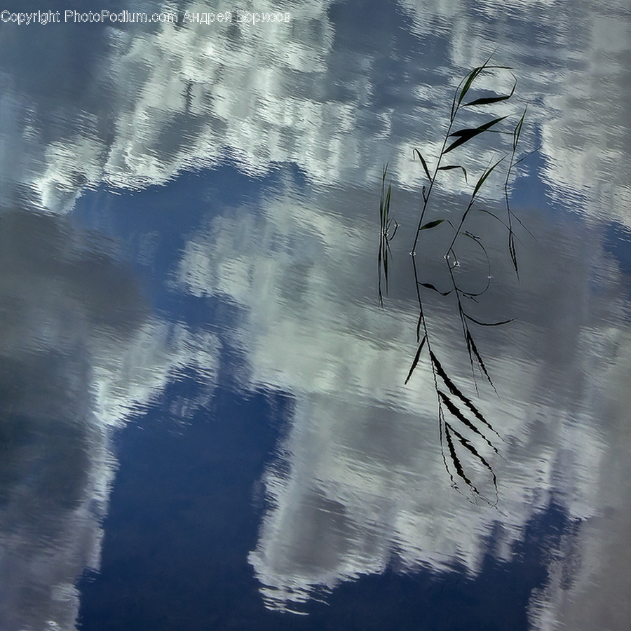 Grass, Plant, Reed, Azure Sky, Cloud