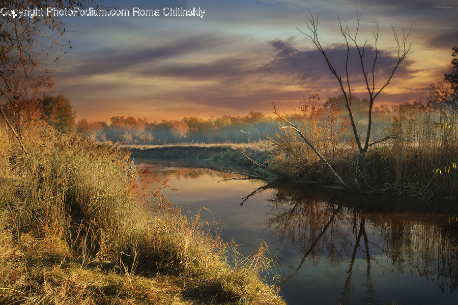 Land, Marsh, Pond, Swamp, Water