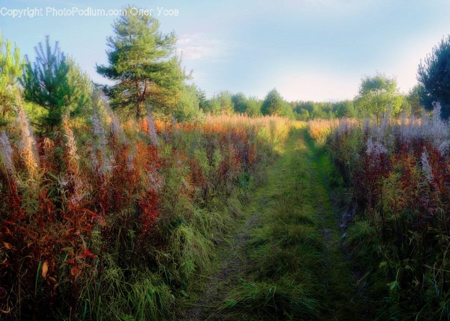 Conifer, Fir, Plant, Tree, Field