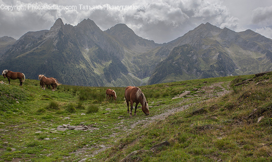 Animal, Horse, Mammal, Countryside, Grassland