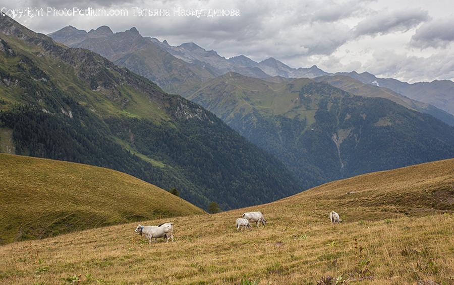 Field, Grass, Grassland, Land, Outdoors
