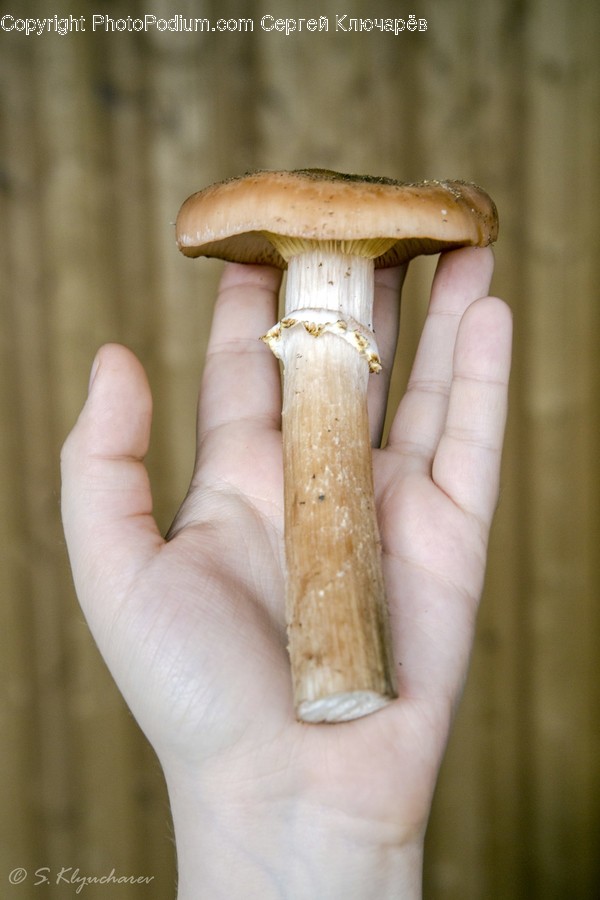 Agaric, Amanita, Fungus, Mushroom, Plant