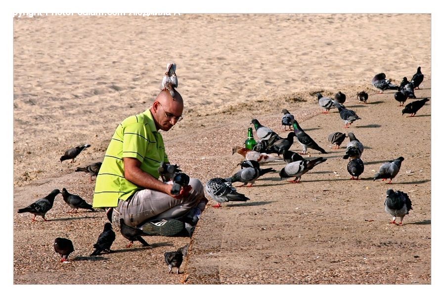 Human, People, Person, Bird, Pigeon, Dove, Soil