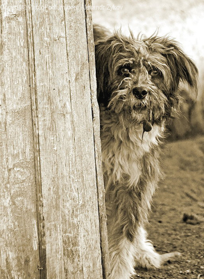 Affenpinscher, Animal, Canine, Dog, Mammal