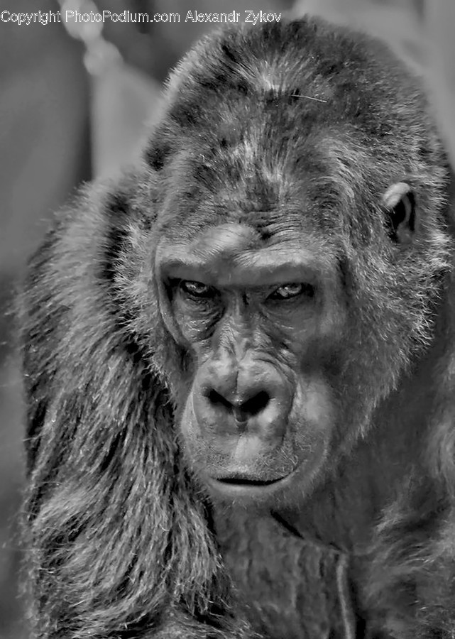 Animal, Ape, Mammal, Monkey, Person