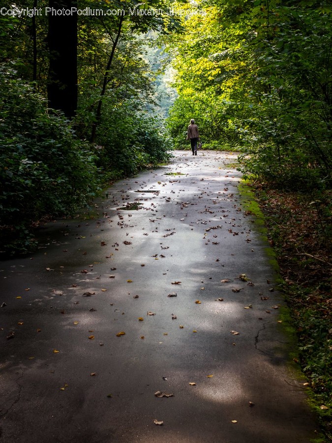 Path, Road, Walkway, Dirt Road, Gravel