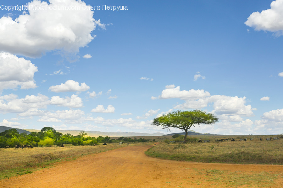 Dirt Road, Gravel, Road, Field, Grass