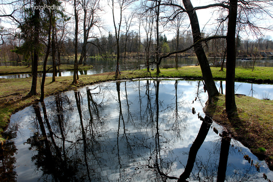 Outdoors, Pond, Water, Birch, Tree