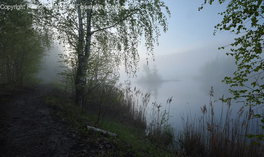 Fog, Mist, Outdoors, Forest, Vegetation