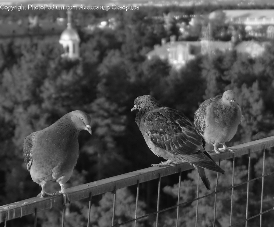 Bird, Pigeon, Dove, Beak