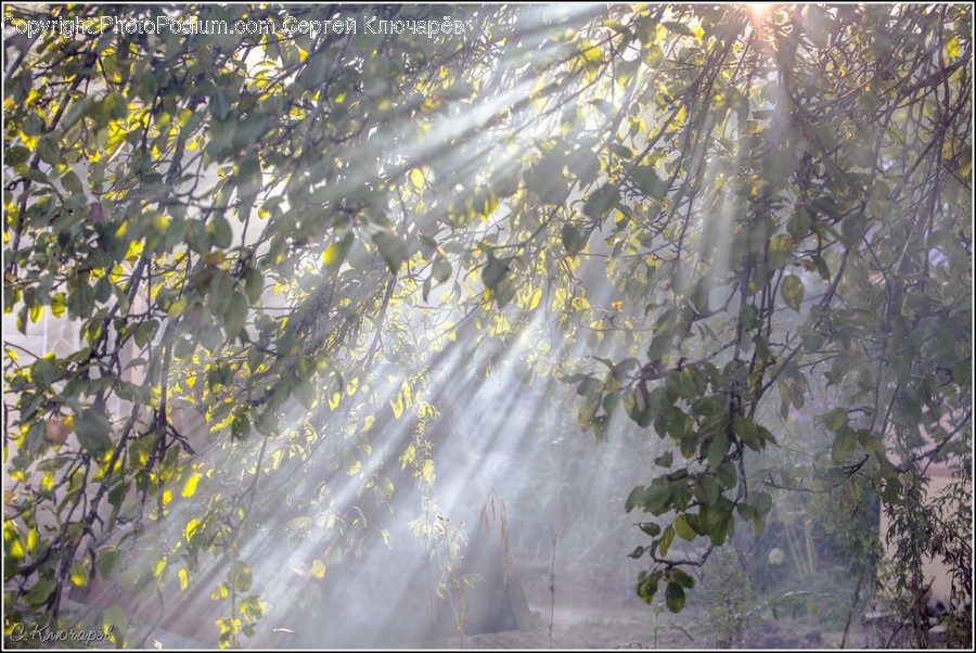 Ivy, Plant, Vine, Forest, Vegetation