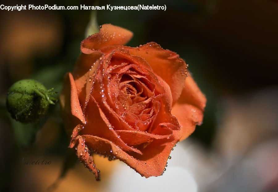 Bud, Plant, Blossom, Flower, Rose, Fruit, Kiwi