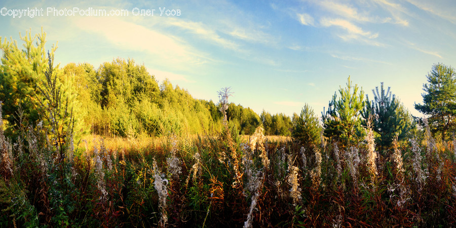Conifer, Fir, Plant, Tree, Field