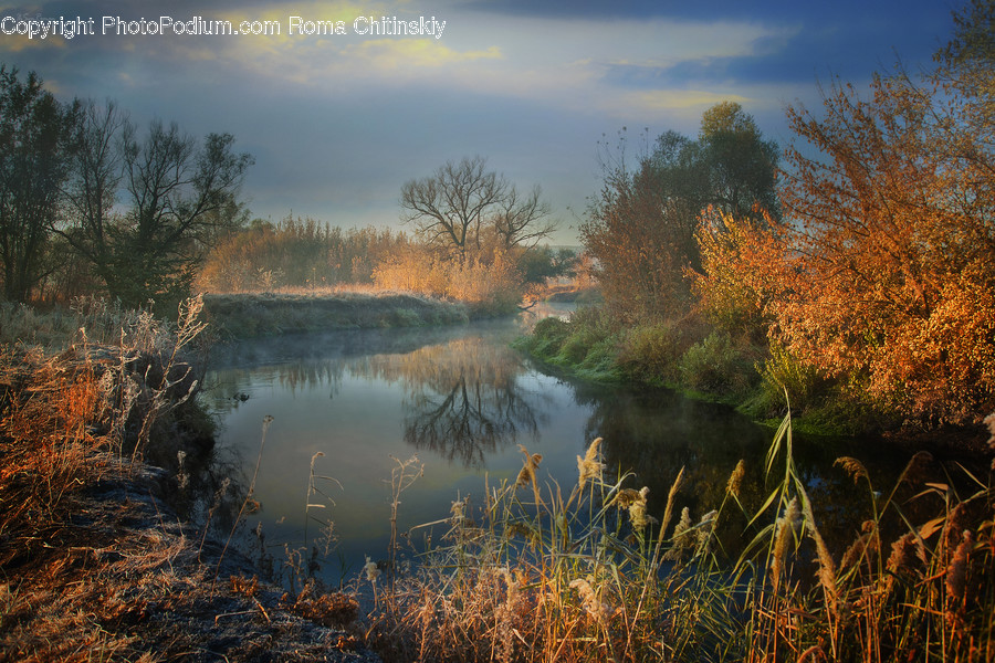 Grass, Plant, Reed, Land, Marsh