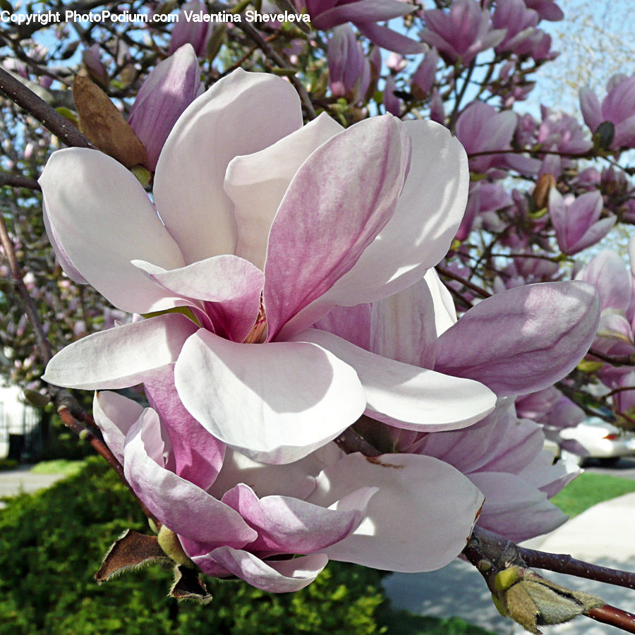 Blossom, Flora, Flower, Plant, Petal, Flower Arrangement, Flower Bouquet