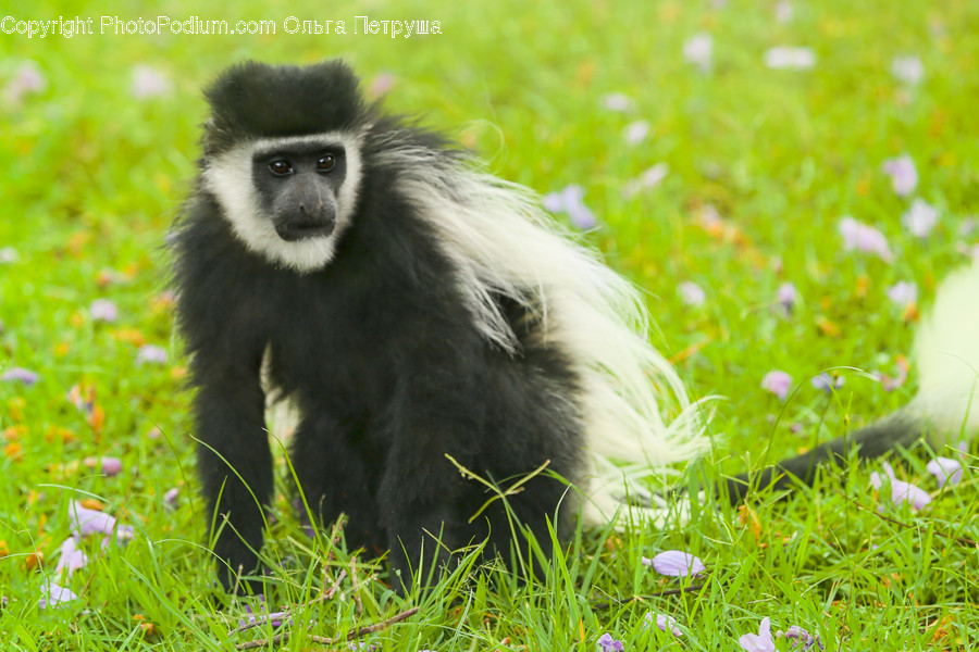 Animal, Mammal, Monkey, Eating, Field