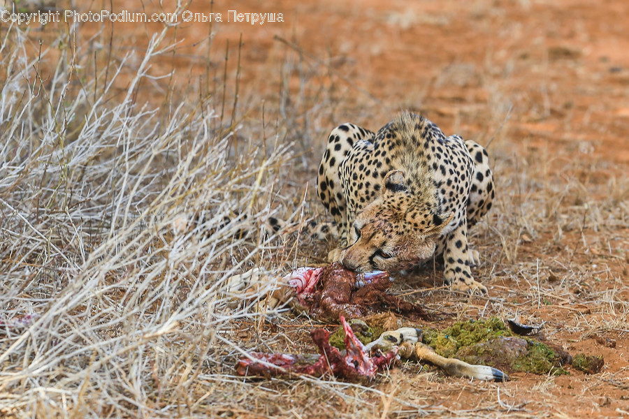 Animal, Leopard, Wildlife, Cheetah, Zoo
